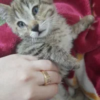 بچه گربه