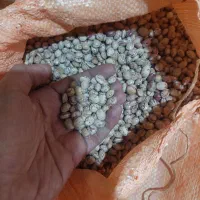 لوبیا چیتی درجه ۱