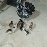 مرغ 8تا جوجه لاری