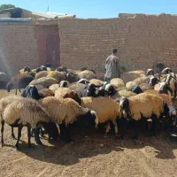 میش شالی|حیوانات مزرعه|آبگرم, |دیوار