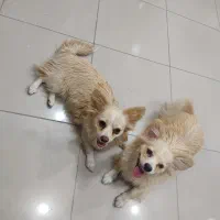 سگ پامر اشپیتز