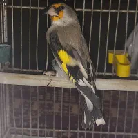 سهره کرمانی نر