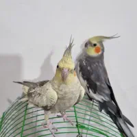 عروس هلندی|پرنده|حاجیلار, |دیوار