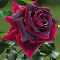 ریشه رز رونده و هلندی