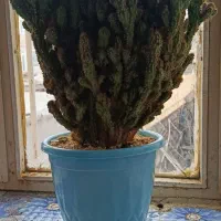 گل وگیاه|گل و گیاه طبیعی|بانه, |دیوار