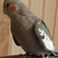 علاقبندیان .گمشده