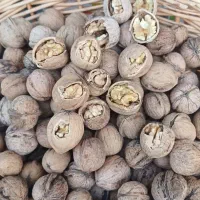 گردو کاغذی مغز پر و سفید|خوردنی و آشامیدنی|سجاس رود, |دیوار