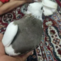 کبوتر|پرنده|میبد, |دیوار