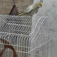 عروس هلندی