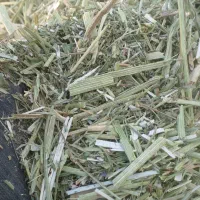 فروش یونجه اسپرس در جه یک|حیوانات مزرعه|بروجن, |دیوار