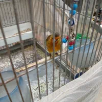 سهره دورگ|پرنده|شهر ری, سرتخت|دیوار