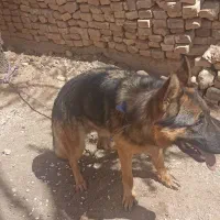 ژرمن|سگ|یزد, |دیوار