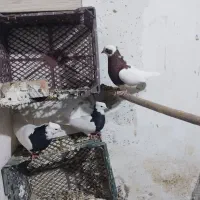 طوقی|پرنده|میاندوآب, |دیوار