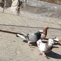 10 طوق کفتر آس|پرنده|جوادآباد, |دیوار