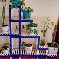 استندگل بزرگ و کوچیک|گل و گیاه طبیعی|شیروان (خراسان), |دیوار