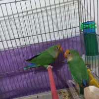 طوطی برزیلی|پرنده|نقده, |دیوار