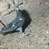 کبوتر|پرنده|قائن, |دیوار