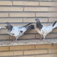 کفتر پاکستانی پرشی|پرنده|بندرلنگه, |دیوار