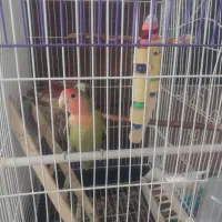 طوطی کوتوله برزیلی|پرنده|ملارد, |دیوار