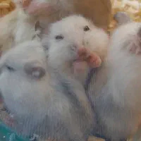 همستر وینتر وایت چشم مشکی