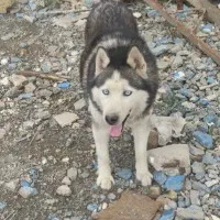 هاسکی ،مالینویز و توله روتبایلر و مالینویز