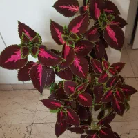 گل حسن یوسف و قاشقی ابلق