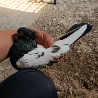 4عددکبوتردوری|پرنده|حمیدیه, |دیوار