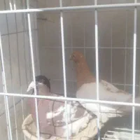 فروش تعدادی جفتی