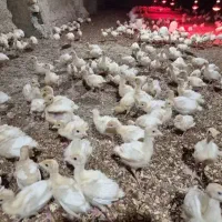 فروش عمده بوقلمو برنز و بیوتی