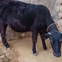 گوساله ماده