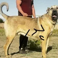 توله سرابی دو ماهه|سگ|تهران, تهرانپارس شرقی|دیوار