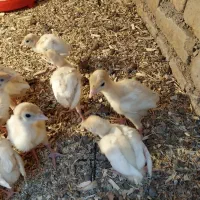 بوقلمون یک ماهه