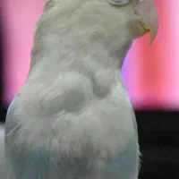 طوطی برزیلی