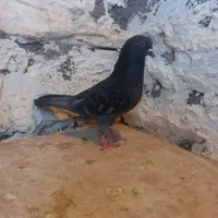 کبوتر کفتر رنگی تهرانی چادری پرنده|پرنده|بومهن, |دیوار