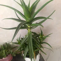 گل وگلدان