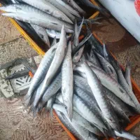 ماهی تازه|ماهی|جهرم, |دیوار