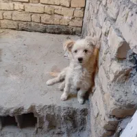 این سگ گم شده اگردیدینش تماس بگیرید شیرینی میدم|سگ|فیروزآباد (فارس), |دیوار