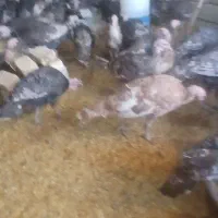 فروش بوقلمون در همه وزن و سن از دو ماهه تا ۶ماهه