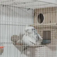 عروس هلندی مولد جفت|پرنده|شیراز, ریاستی|دیوار