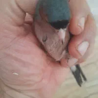 سهره جنگلی مرغ خوش الحان