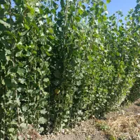 کاشت توزیع نـژادهای خاص نهـال