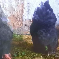 مرغ برهما بلک تخم گذار