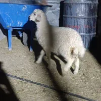 بره ماده باغینی اصل