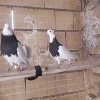 کبوتر طوق