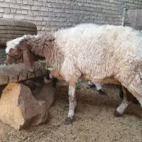 میش دورگه کله بور آبستن وبز وبره