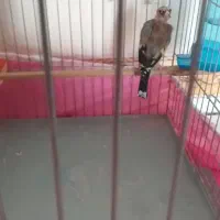 سهره کشیده (متولدقفس )|پرنده|کرمانشاه, |دیوار