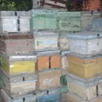 کندو شمالی  زنبور در بوشهر