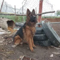 ژرمن اصل حرف گوش کن