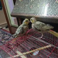 جوجه عروس هلندی فروشی|پرنده|سبزوار, امیر کبیر|دیوار