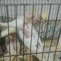 طوطی عروس|پرنده|رشت, حمیدیان|دیوار